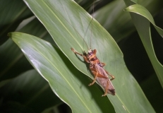 Newly discovered bush cricket - Ne