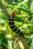 Frangipani Hornworm (Tetrio sphinx moth) feeding. These giants are often seen in Dominica, West Indies, specially during the dry season. Apr. 2020