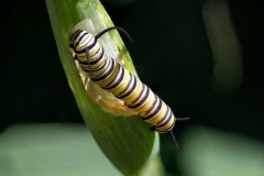 Monarch-caterpillars2