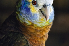 st-vincent-parrot