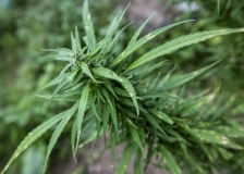 Adult plant of Marijuana (Cannabis sativa, indica) growing in Dominica, also called the Nature Island.Dominica, West Indies, Eastern Caribbean. April 2019